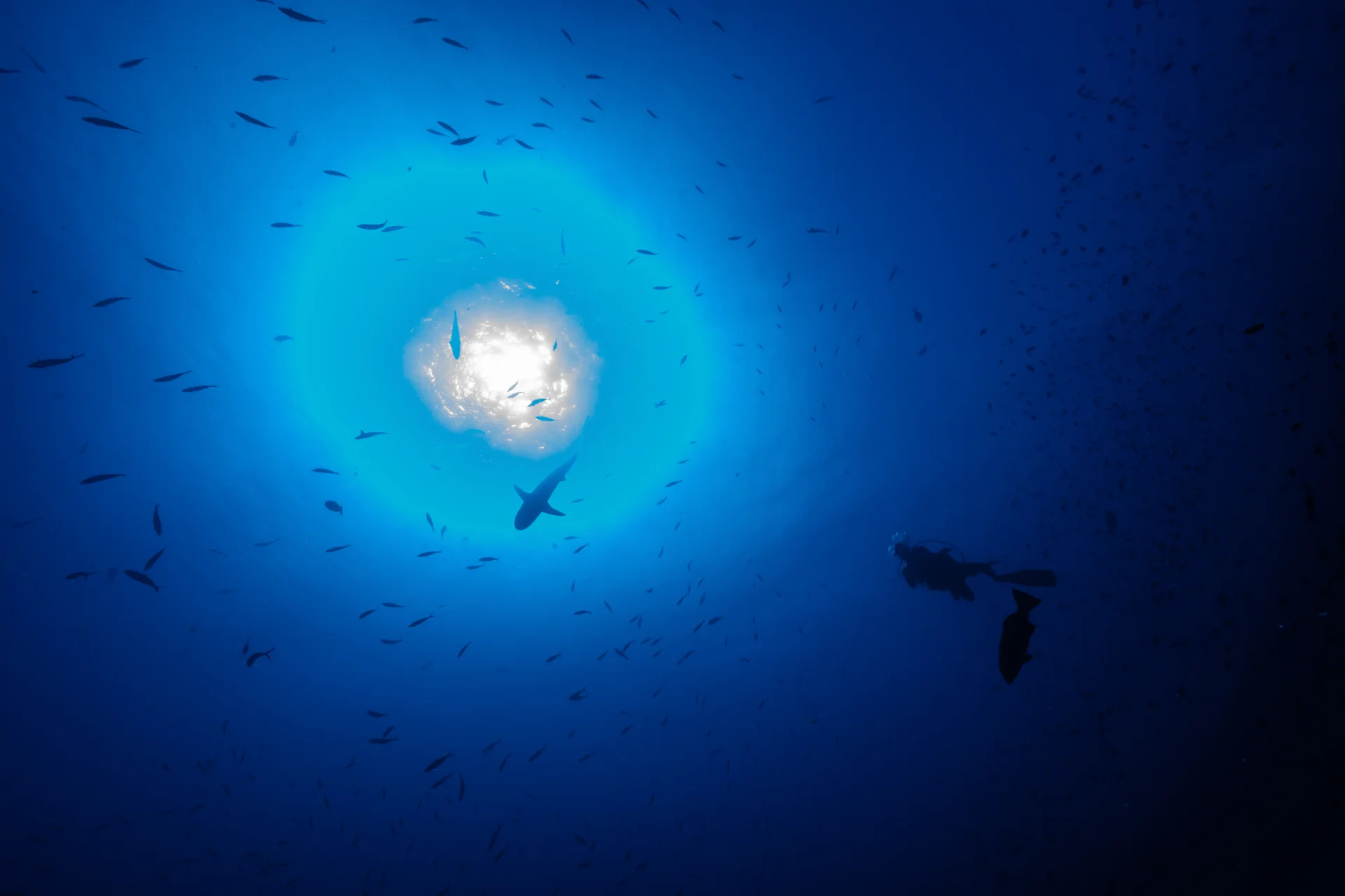 Mejores lugares de buceo en Canarias