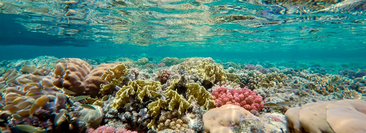 Submarinismo en Marsa Alam
