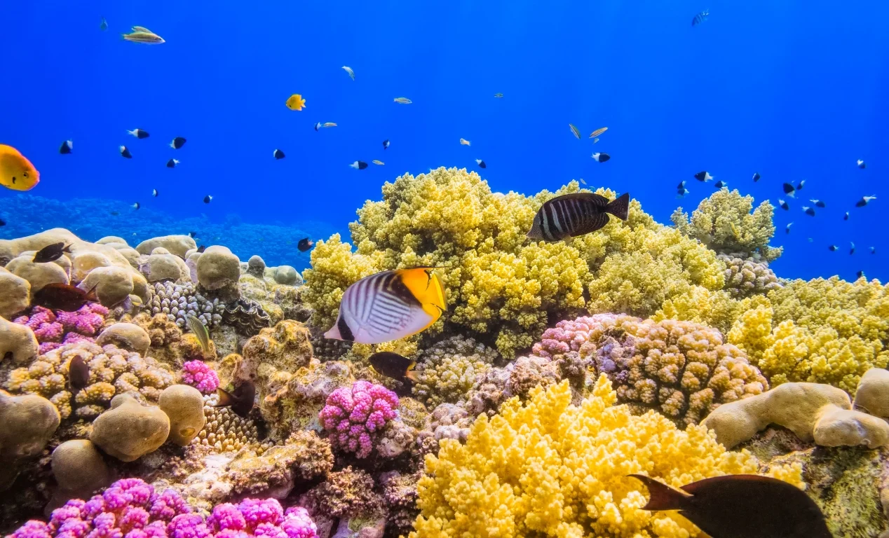 Buceo en Marsa Alam