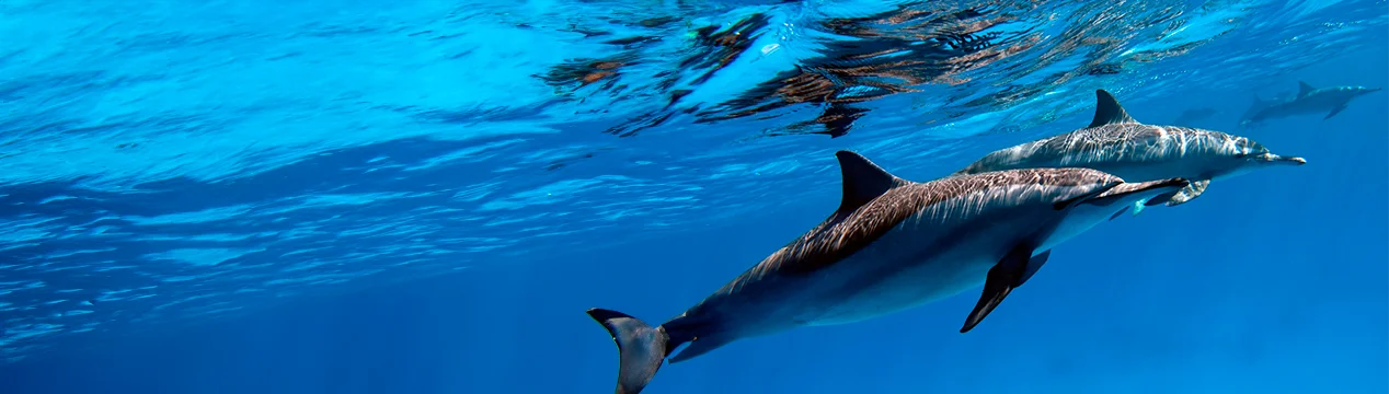 Delfines en Islas Canarias