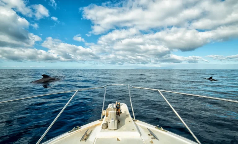 ¿Cuándo se ven ballenas y delfines en Tenerife?
