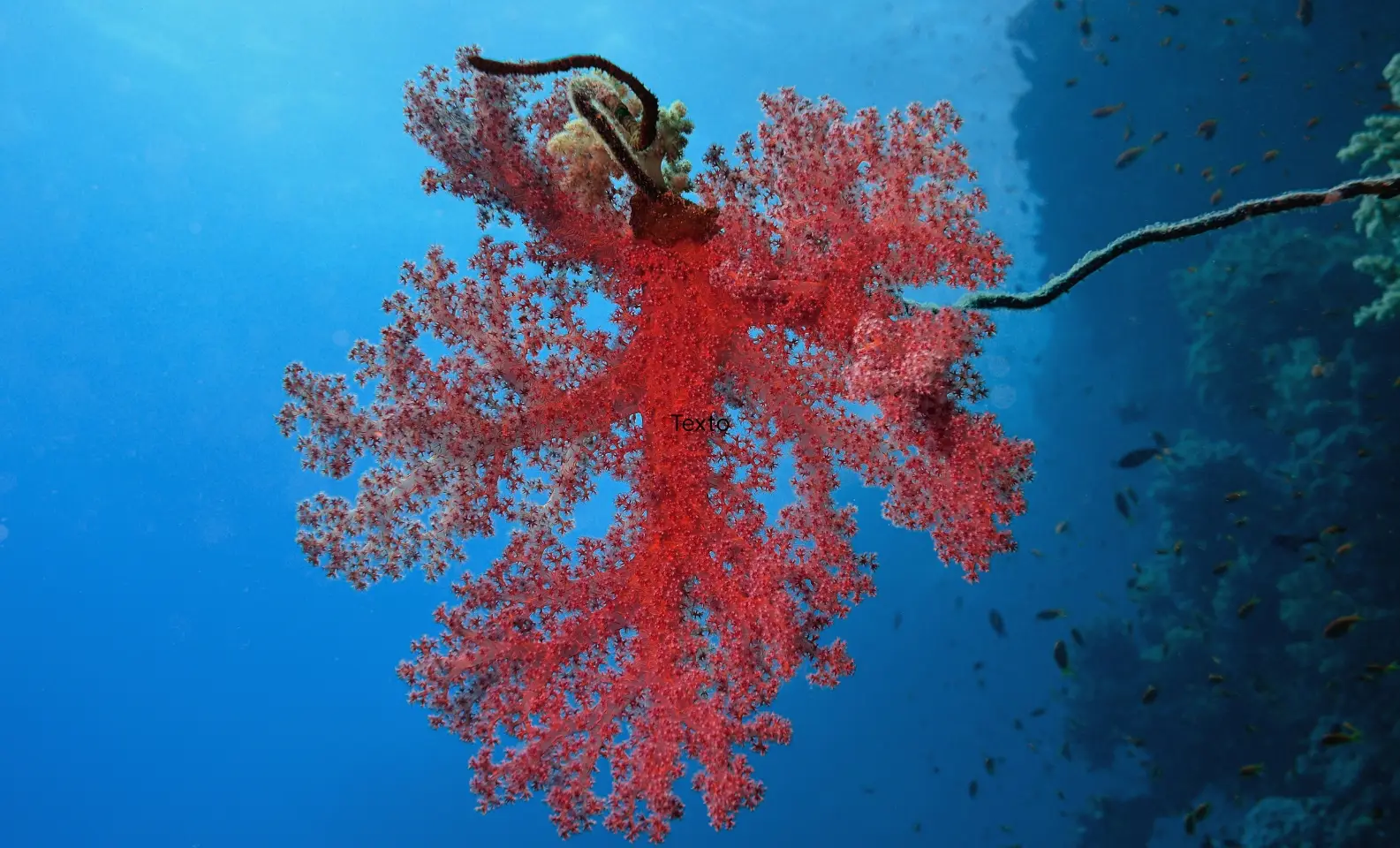 arrecife Daedalus