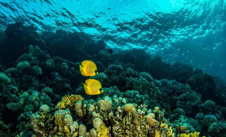 Buceo en el Mar Rojo con tiburones ¿Es seguro?