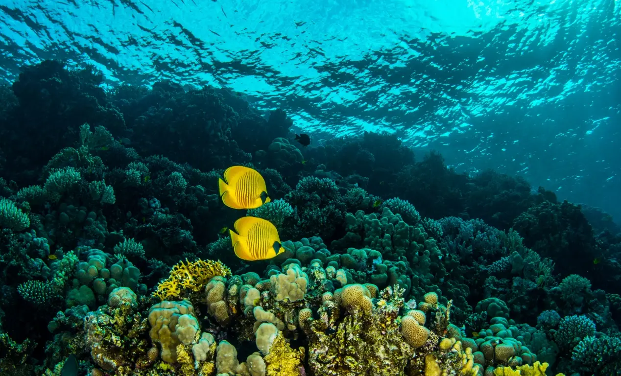 Buceo en el Mar Rojo con tiburones ¿Es seguro?
