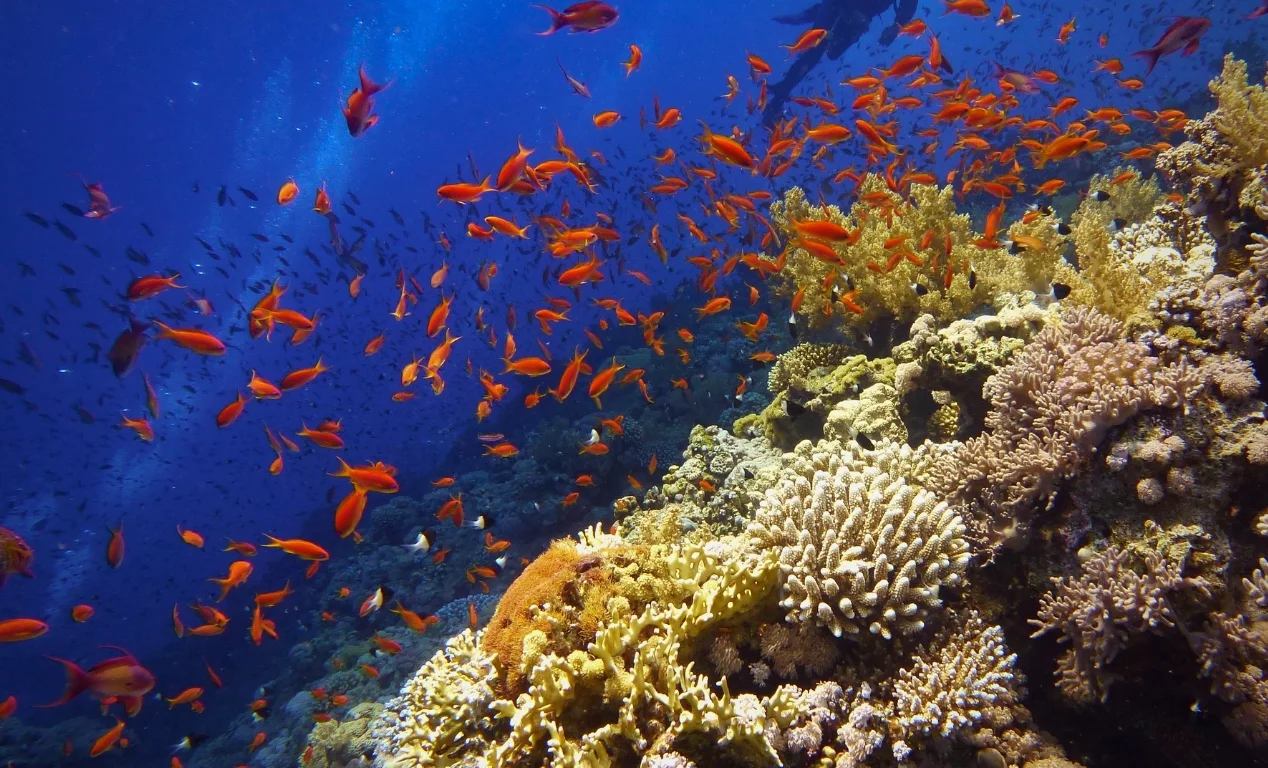 Jackson Reef