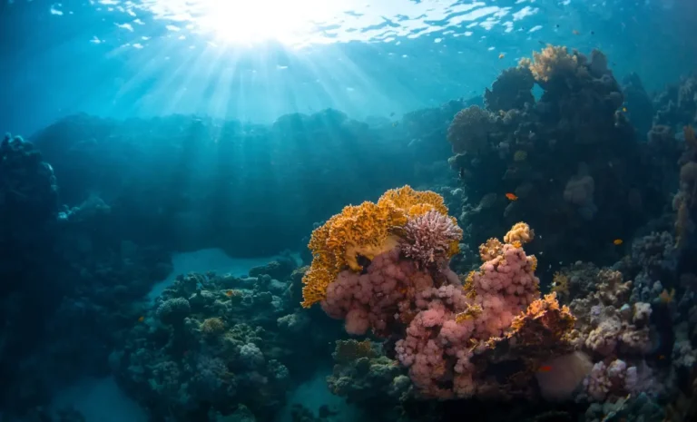¿Cuál es la mejor época para bucear en el Mar Rojo?