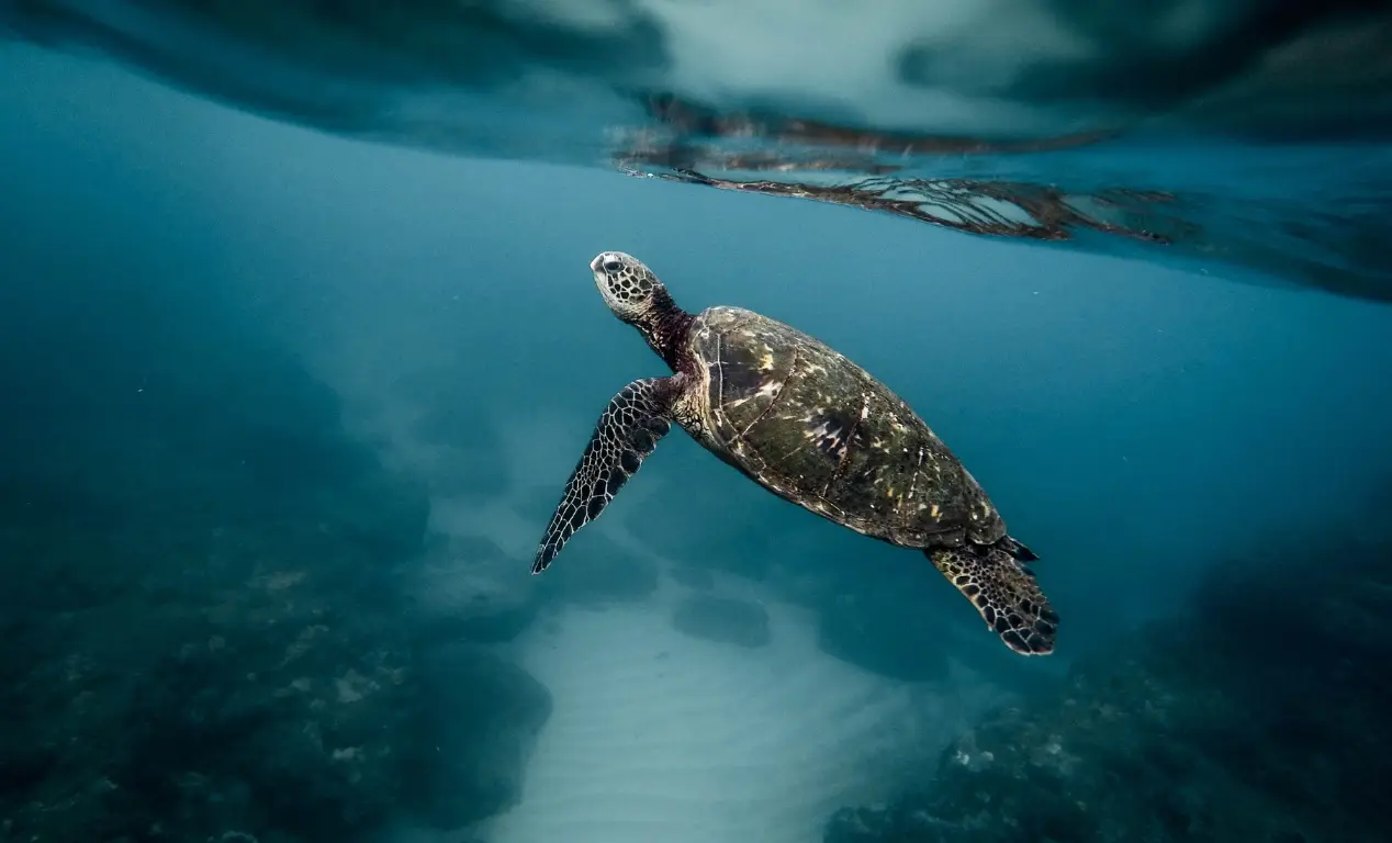 En la mira: Animales marinos que enfrentan la extinción
