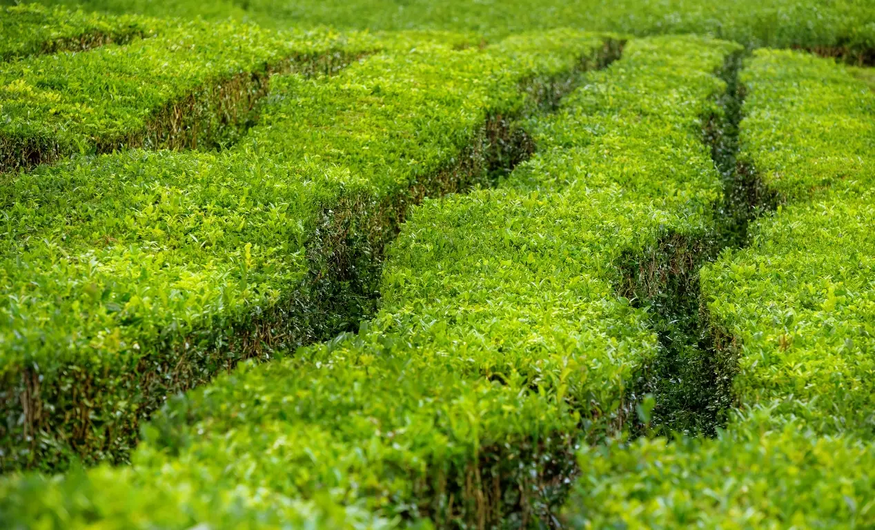 fábrica de té Gorreana