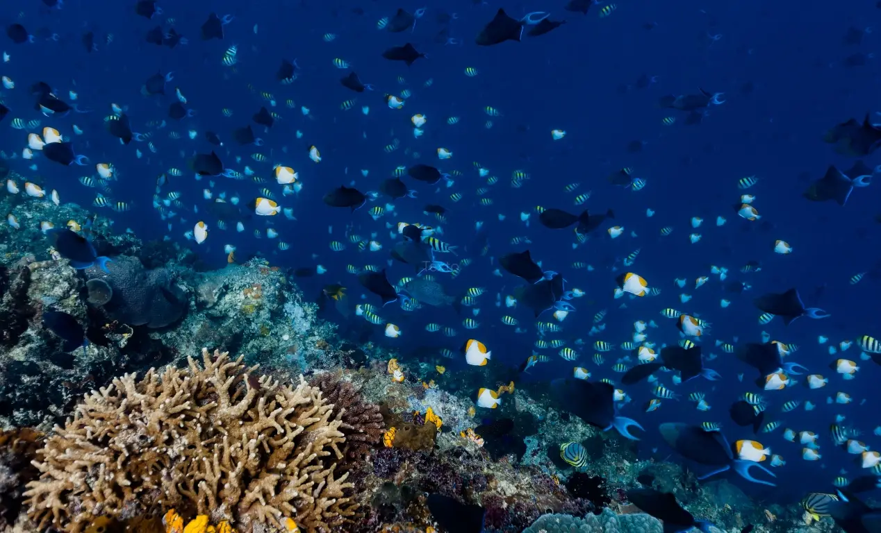 parque marino de Bunakenw