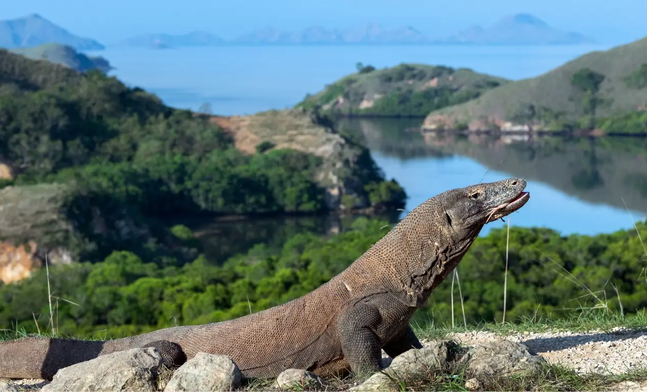 ¿Dónde ver los Dragones de Komodo en Indonesia?