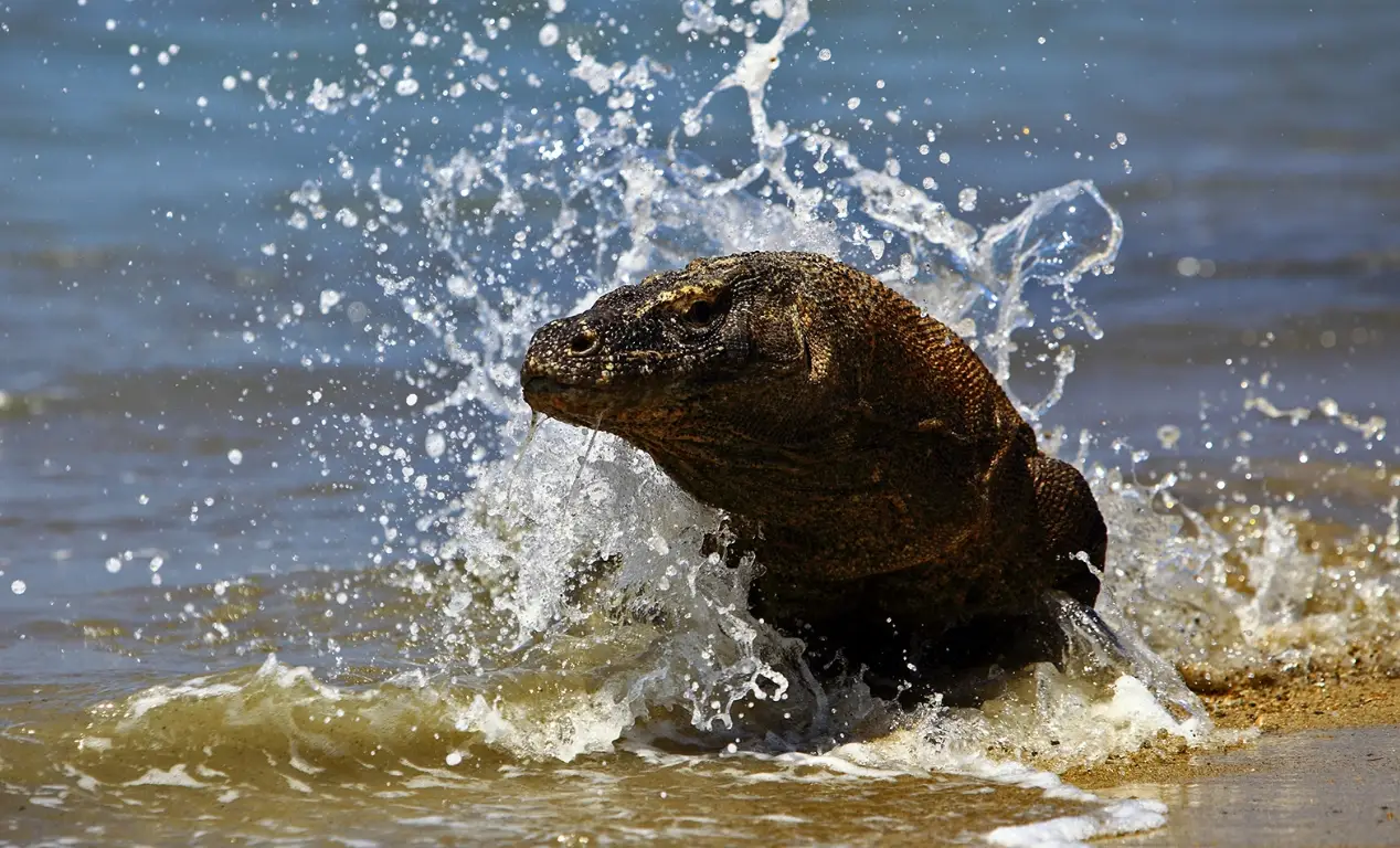 Isla Komodo: Descubre todo sobre esta Isla de Dragones