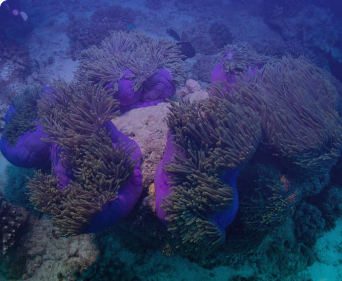 Sponge